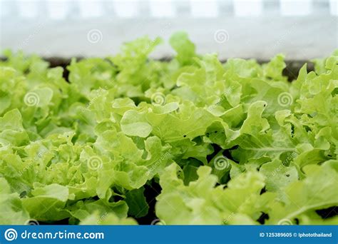 Close Up View On Lettuces Salad Organic Vegetable Cultivation Stock
