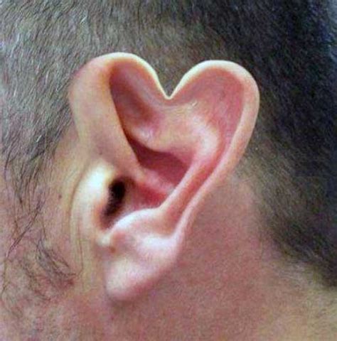 Heart Shaped Ear Weird Picture Archive