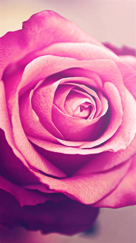 Beautify your iphone with a wallpaper from unsplash. Roses pink romantic rose Wallpaper for iPhone 11, Pro Max ...