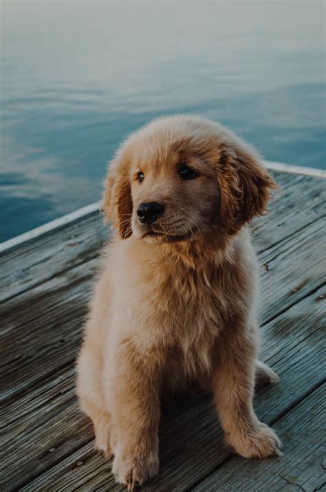 Golden Retriever Puppy Cute Dog Wallpaper Pets Lovers