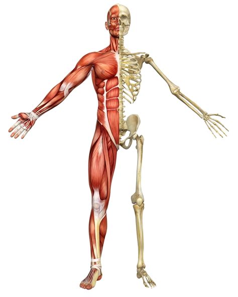 El sistema locomotor del cuerpo es aquel sistema que se encarga del control del movimiento y el desplazamiento del cuerpo humano, está conformado por el sistema osteoarticular es decir. EF en la web: Enlaces