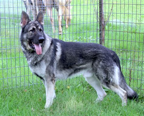 Silver Sable German Shepherd Puppies Quality Old Style Large German