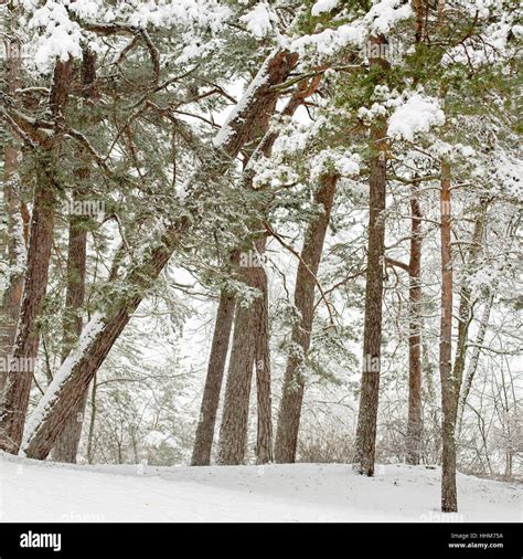 Snow Falling In A Forest Stock Photo Alamy