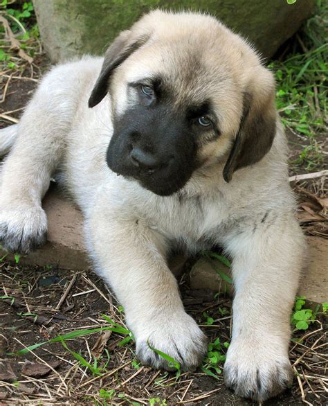 3 boys 2 girls (mother and father are pure turkish kangals). Kangal Shepherd Dog Puppies For Sale