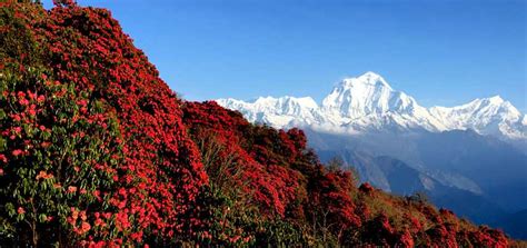 Discovering The Nepal Through Its Flora Flowers Of Nepal