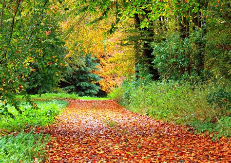 Path In Autumn Forest 4k Ultra Hd Wallpaper Background Image