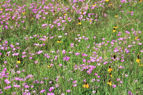 Field Of Spring Wildflowers Free Stock Photo Public Domain Pictures