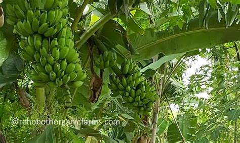 Banana Farming In Tamil Nadu Rehoboth Organic Farms