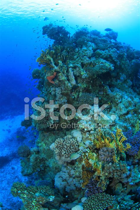 Marine Life In The Red Sea Stock Photos