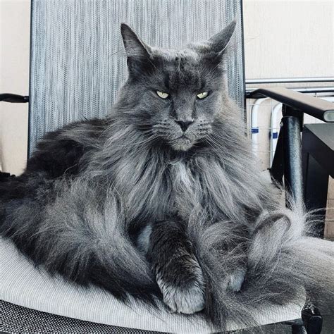 pin  maine coon cats