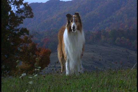 El Regreso De Lassie 1994 Latino Clasicotas