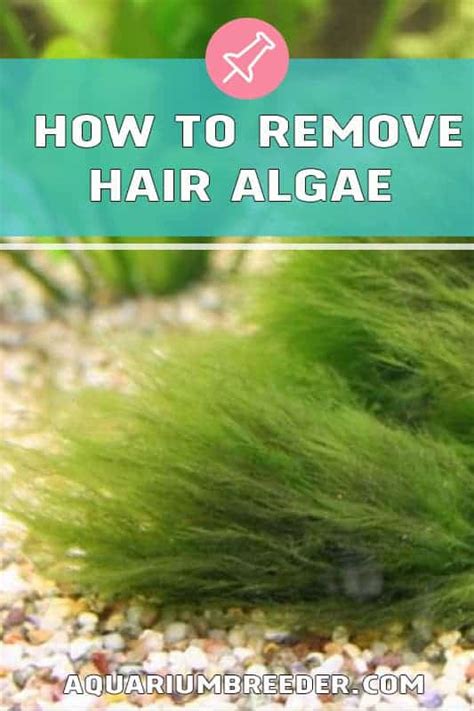 Top 113 How To Remove Green Hair Algae Polarrunningexpeditions