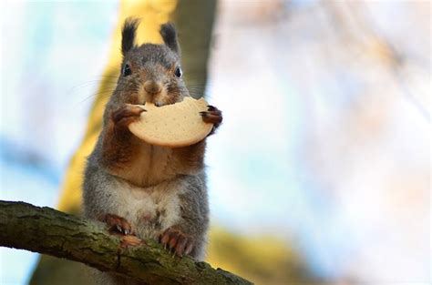 Photographer Captures Enchanting Snapshots Of Himself Feeding Wild