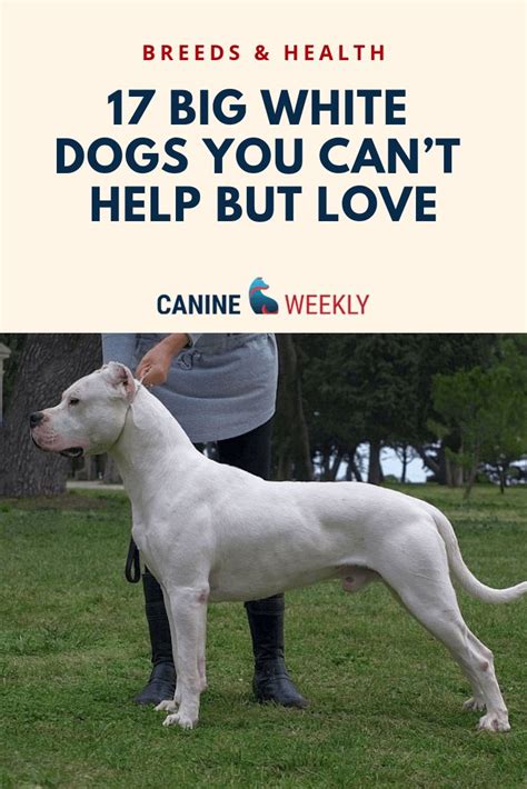 17 Big White Dogs You Cant Help But Love Canine Weekly White Dog