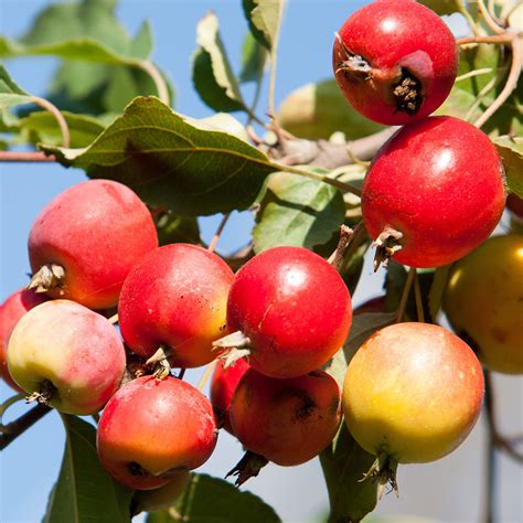 Wild Crab Apple Trees For Sale Malus Spp Nativ Nurseries