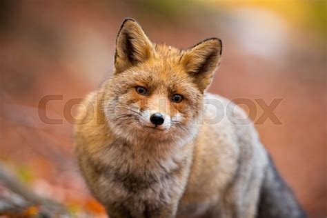 Close Up Of Red Fox Standing In Autumn Forest Stock Image Colourbox