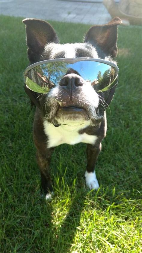 Doggles K9 Optix Rubber Sunglasses For Dogs Baxterboo