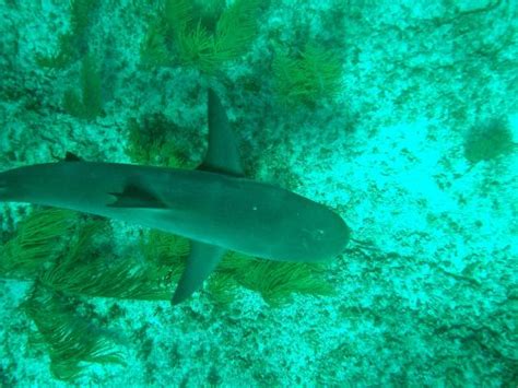 Caribbean Reef Shark Picture Of Bimini Sharklab Bimini Tripadvisor
