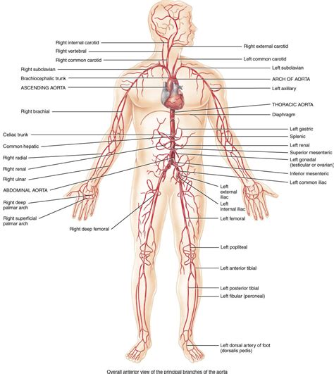 Right/left atria, right/left ventricles, pulmonary trunk, aorta, superior/inferior vena cavae, pulmonary veins, coronary sinus, right/left. PGME Medical Notes: Arterial Tree - Blood supply to human body