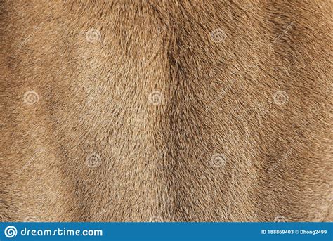 Cow S Fur Texture Of A Brown Cow Stock Image Image Of Skin Pattern