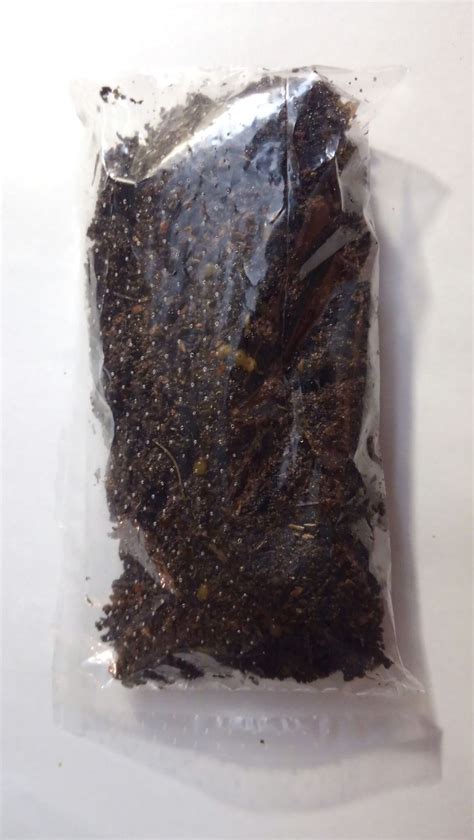 European Nightcrawler Cocoons For Sale Free Shipping — Liberty Worms