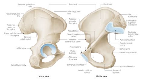 Ischial Tuberosity Skeleton Anatomy Human Bones Archeologist Sexiz Pix