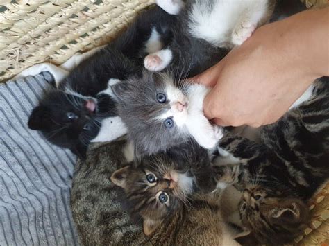 Beautiful Fluffy Kittens For Sale In Stockport Manchester Gumtree