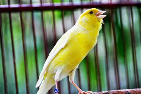 7 Burung Pemakan Biji-Bijian | Bimbel Brilian