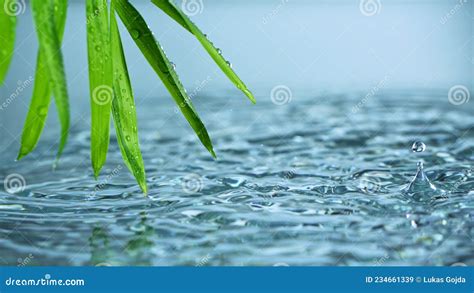 Super Slow Motion Of Water Drops Dripping From Green Palm Leaves Stock