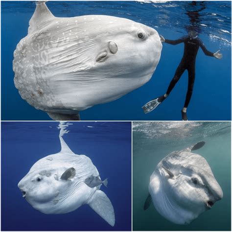 The Ocean Sunfish Mola Mola Is The Heaviest Of All The Bony Fish