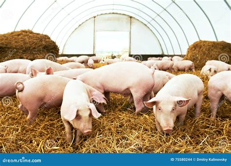 Herd Of Young Piglet At Pig Breeding Farm Stock Photo Image Of Farm