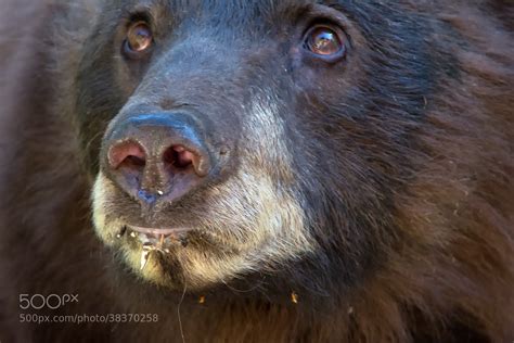 Female Black Bear Up Close By Robert Schaper 500px