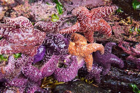 Starfish Galaxy Of Color Photograph By Gary Hartley