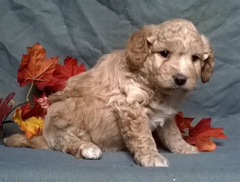 Aussiedoodle Puppies For Sale Change Comin