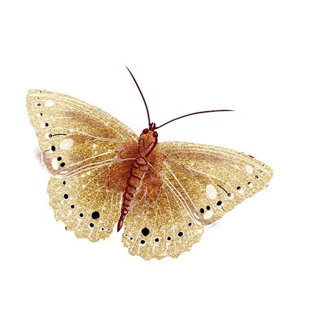 Glitter Butterfly Hd Transparent Butterfly Abstract Gold Powder