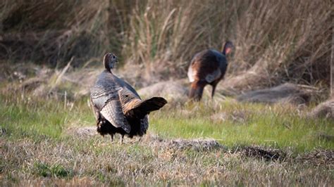 Winter Turkey Season Opens Across Maryland Jan 19