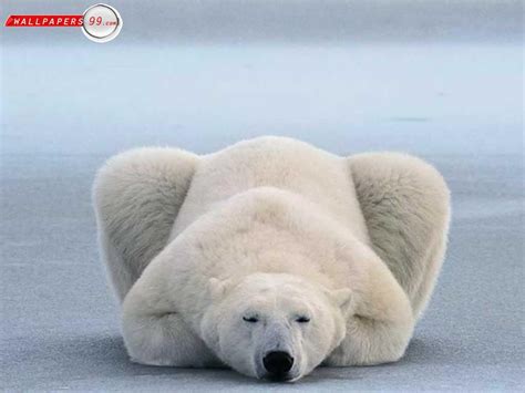 Funny Animals Funny Polar Bear Photos