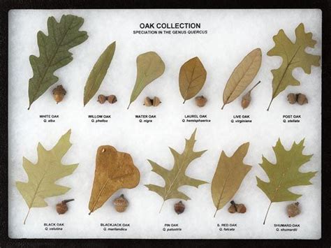 Oak Collection Leaf And Seed Display Oak Leaf Display Tree Leaf