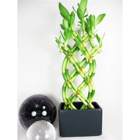 9greenbox Live 8 Braided Style Lucky Bamboo Plant Arrangement With