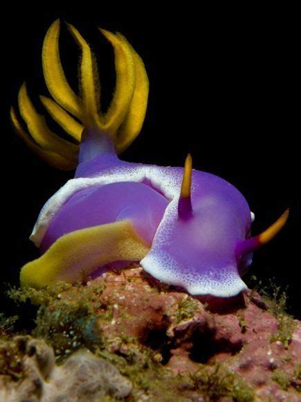 17 Best Images About My Collection Of Nudibranchs On Pinterest