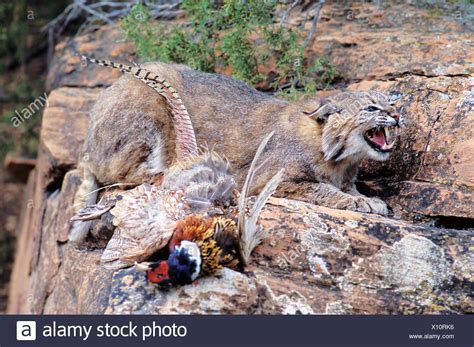 Cats Kill Birds High Resolution Stock Photography And Images Alamy