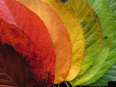Autumn Leaves Fall Colorful · Free Photo On Pixabay