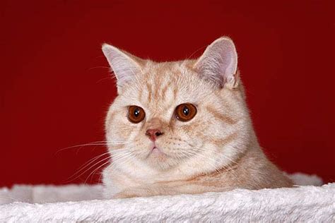 Britisch Kurzhaar Katze - Alle Infos, Tipps, Züchter ...