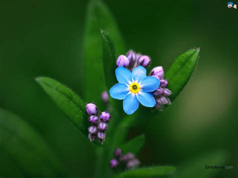 The plants will bloom the following year. Forget Me Not Wallpaper #10