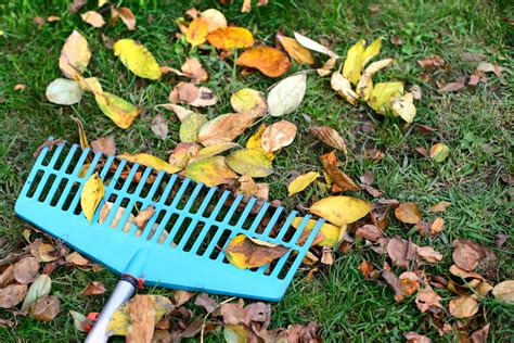 Ask The Expert What Are Some Useful Lawn Maintenance Tips For The Fall