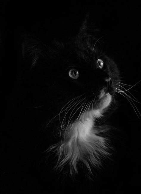 287 Best Black Cat Images On Pinterest Black Cats Baby Kittens