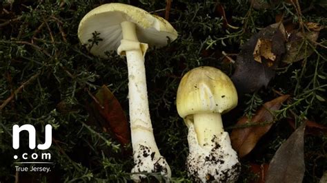 Do Not Eat These Mushrooms Found In Nj They Can Kill You Youtube