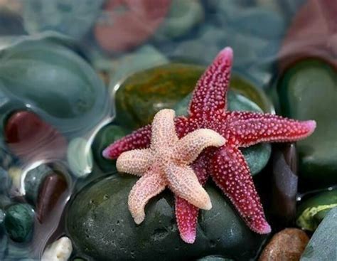 Pink Starfish Beach And Sea Pinterest