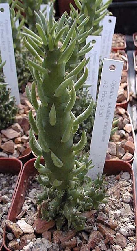 How to grow a cactus. Eve's Needle, Cane Cholla (Austrocylindropuntia subulata)
