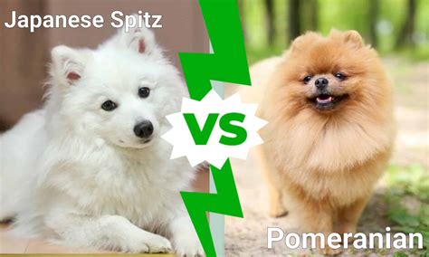Japanese Spitz Vs Pomeranian A Z Animals